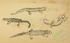 reptiles_and_amphibias_bw-00484 - 008-lacerta aquatica