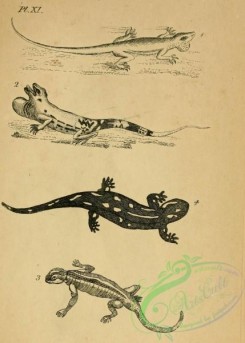 reptiles_and_amphibias_bw-00487 - 011-lacerta bullaris, lacerta salamandra