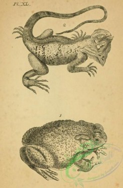 reptiles_and_amphibias_bw-00516 - 040-lacerta iguana, rana bufo