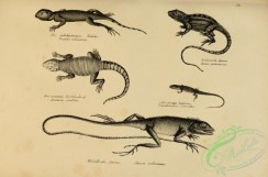 reptiles_and_amphibias_bw-00548 - 030-agama moluccana