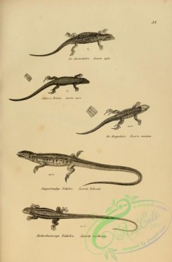 reptiles_and_amphibias_bw-00556 - 038-lacerta bilineata, lacerta erythrura