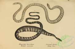 reptiles_and_amphibias_bw-00587 - 069-hydrophis cyonocinctus, pelamys chloris