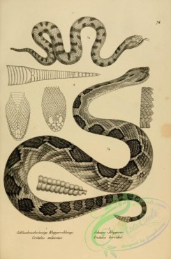 reptiles_and_amphibias_bw-00592 - 074-crotalus miliarius, crotalus horridus