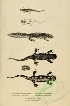 reptiles_and_amphibias_bw-00604 - 086-salamandra maculosa, salamandra perspicillata, triton marmoratus