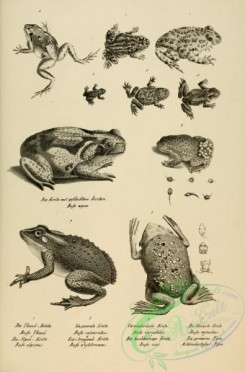 reptiles_and_amphibias_bw-00614 - 096-bufo thaul, bufo calcaratus, bufo variabilis, bufo minutus, bufo alpinus, bufo obstetricans, bufo isos, asterodactylus pipa