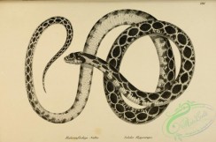 reptiles_and_amphibias_bw-00619 - 101-coluber hippocrepis