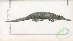 reptiles_and_amphibias_bw-00625 - 005-crocodilus gangeticus