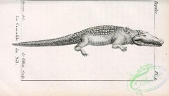reptiles_and_amphibias_bw-00631 - 011-crocodilus niloticus