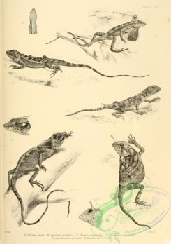 reptiles_and_amphibias_bw-00651 - 014-sitana minor, japalura swinhonis, trapelus megalonyx, calotes nigrilabris, acanthosaura coronata, acanthosaura capra
