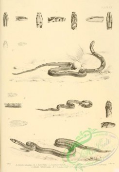 reptiles_and_amphibias_bw-00656 - 019-simotes taeniatus, simotes fasciolatus, simotes cochinchinensis, simotes alliventer, simotes sinhonis, simotes signatus, coluber rufodorsatus, coluber mandarinus, coluber porphyraceus