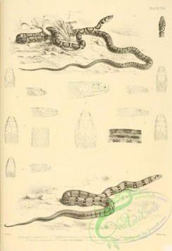 reptiles_and_amphibias_bw-00657 - 020-cynophis malabaricus, phyllophis carinata, xenelaphis hexahonotus, compsosoma reticulare, elaphis sauromates, zamenis fasciolatus, zamenis diadema, zomenis gracilis