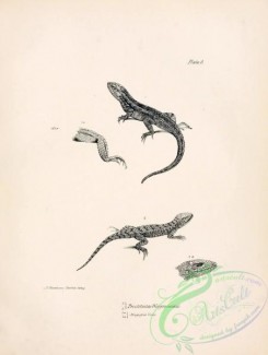 reptiles_and_amphibias_bw-00780 - 006-proctotretus weigmannii