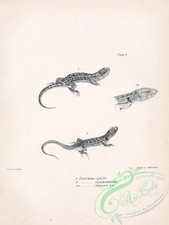 reptiles_and_amphibias_bw-00791 - 017-proctotretus signifer, proctotretus nigromaculatus
