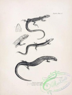 reptiles_and_amphibias_bw-00793 - 019-ameira longicauda, gerrhosaurus sepiformis, cyclodus casuarinae