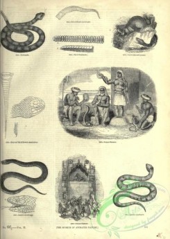 reptiles_and_amphibias_bw-00818 - 019-Rattlesnake, Horned Acanthophis