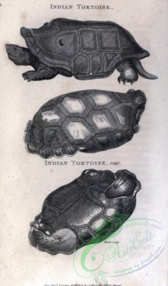 reptiles_and_amphibias_bw-00828 - 003-Indian Tortoise