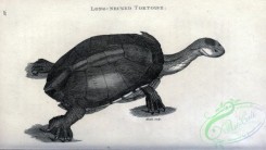reptiles_and_amphibias_bw-00841 - 016-Long-necked Tortoise