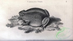 reptiles_and_amphibias_bw-00878 - 053-Carolina Toad