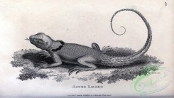 reptiles_and_amphibias_bw-00894 - 069-Azure Lizard