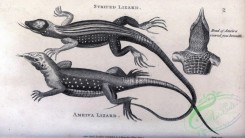 reptiles_and_amphibias_bw-00900 - 075-Striped Lizard, Ameiva Lizard