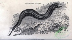 reptiles_and_amphibias_bw-00909 - 084-Chalcides Lizard