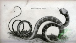 reptiles_and_amphibias_bw-00928 - 017-Bull-headed Snake