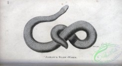 reptiles_and_amphibias_bw-00962 - 051-Jamaica Slow-worm
