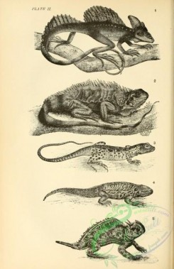 reptiles_and_amphibias_bw-00964 - 001-basiliscus plumifrons, iguana tuberculata, crotaphytus wislizeni, phymaturus palluma, phrynosoma cornutum