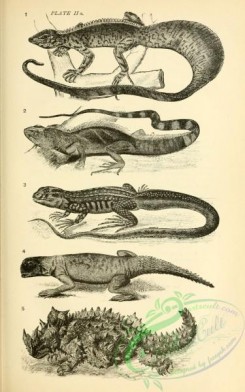 reptiles_and_amphibias_bw-00965 - 002-lophura amboinensis, physignathus mentager, liolepis bellii, uromastix spinipes, moloch horridus