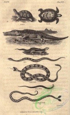 reptiles_and_amphibias_bw-00968 - 001-Tortoise, Turtle, Crocodile, Lizard, Viper, Blind Worm, Double Headed Snake