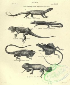 reptiles_and_amphibias_bw-00982 - 003-Nilotic Ouaran, Ocellata Green Lizard, Common Stellion, Striped Dragon, Common Guana, Cape Anolis