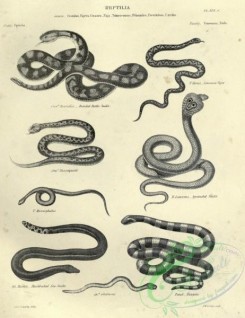 reptiles_and_amphibias_bw-00985 - 006-Banded Rattle Snake, Common Viper, Spectacled Snake, Sea Snake