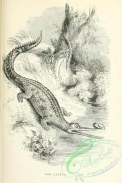 reptiles_and_amphibias_bw-00992 - 001-Gavial