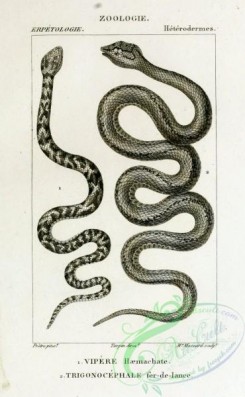 reptiles_and_amphibias_bw-01010 - 012-vipere haemachate (Fr), trigonocephale fer-de-lance (Fr)