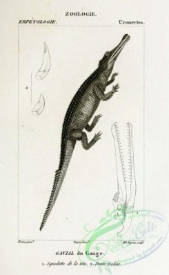 reptiles_and_amphibias_bw-01026 - 028-gavial du gange (Fr)