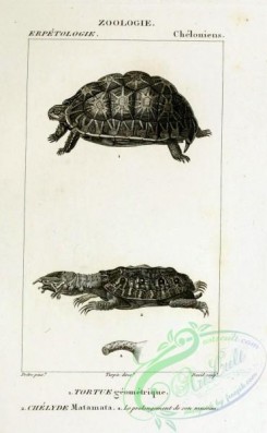 reptiles_and_amphibias_bw-01031 - 033-tortue geometrique (Fr), chelyde matamata (Fr)