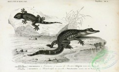 reptiles_and_amphibias_bw-01036 - 003-alligator lucius, platydactylus muralis