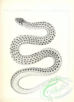 reptiles_and_amphibias_bw-01086 - 004-eutainia haydenii