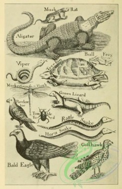 reptiles_and_amphibias_bw-01101 - 001-Bull Frog, Green Lizard, Rattle Snake, Horn Snake, Viper