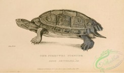 reptiles_and_amphibias_bw-01113 - 006-Furrowed Tortoise, emys decussata