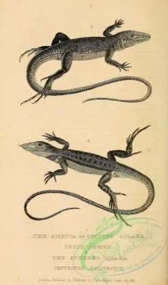 reptiles_and_amphibias_bw-01122 - 015-Ameiva or Spotted Lizard, teyus ameiva, Spurred Lizard, centropyx calcaratus