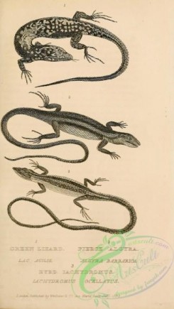 reptiles_and_amphibias_bw-01123 - 016-Green Lizard, lac agilis, Fierce Algyra, algyra barbarica, Eyed Iachydromus, lachydromus ocellatus
