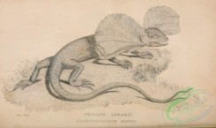 reptiles_and_amphibias_bw-01127 - 020-Frilled Lizard, clamydosaurus kingii