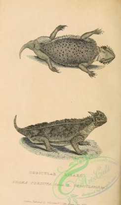 reptiles_and_amphibias_bw-01128 - 021-Orbicular Lizard, agama cornuta, lacerta orbicularis