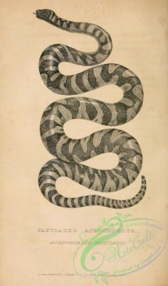 reptiles_and_amphibias_bw-01140 - 033-Fasciated Acrochordus, acrochordus fasciatus