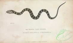 reptiles_and_amphibias_bw-01145 - 038-Wanna Pam Snake, natrix stolatus, coluber fasciatus
