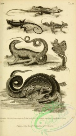 reptiles_and_amphibias_bw-01356 - black-and-white 173-Alligator, Dracoena Lizard, Muricated Lizard, Striped Ameiva, Basilisk, Flying Dragon
