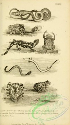 reptiles_and_amphibias_bw-01358 - black-and-white 175-Spectacle Snake, Eel shaped Coecilia, Green Frog, Tadpoles, Maphilic Toad, Salamander