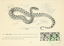 reptiles_and_amphibias_bw-01428 - black-and-white 055-Milk Snake, Spotted Adder, ophibolus doliatus triangulus