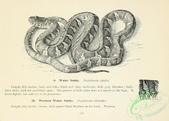 reptiles_and_amphibias_bw-01429 - black-and-white 057-Water Snake, tropidonotus sipedon